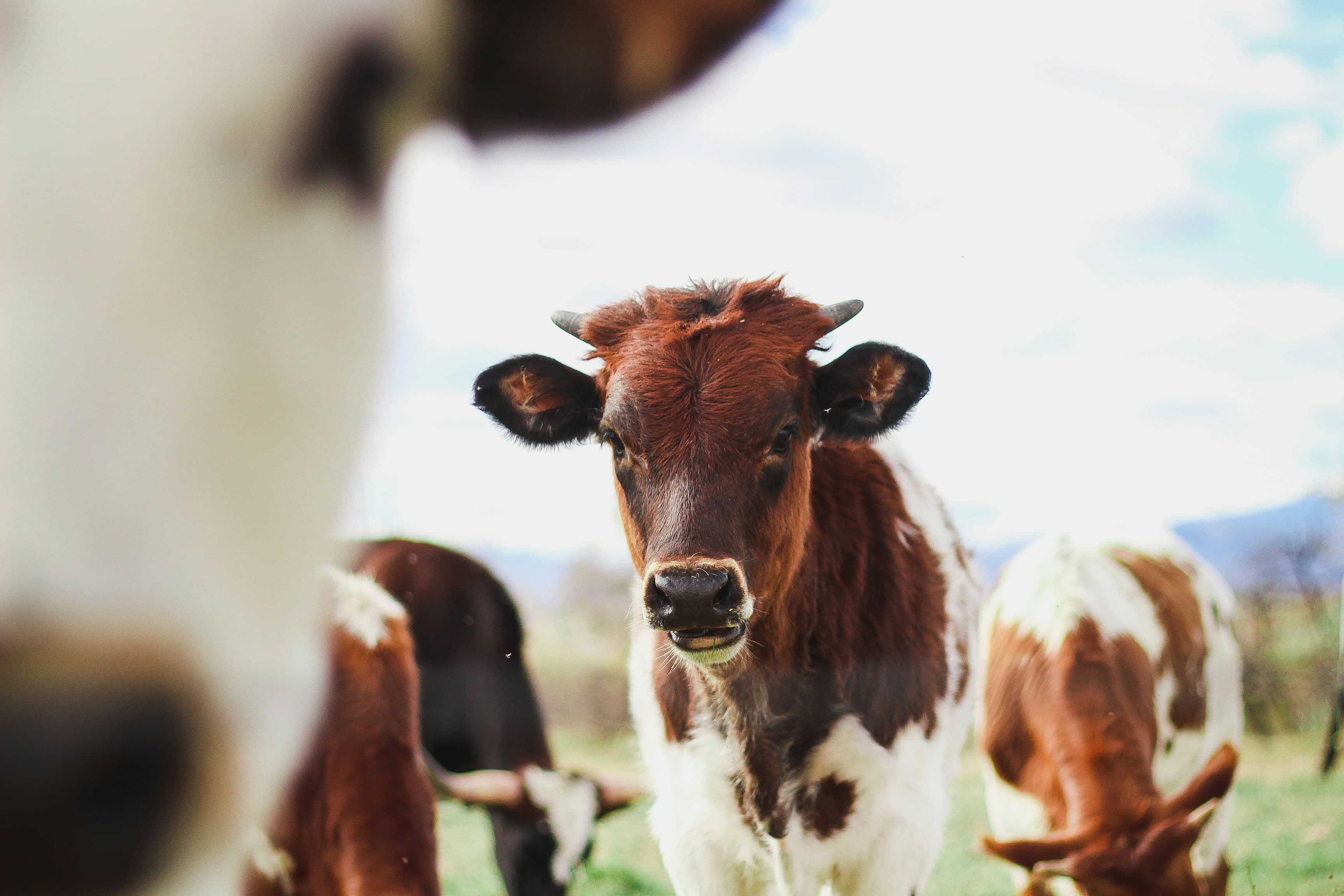 Cattle at a Plush Agri Solutions farm advisory visit