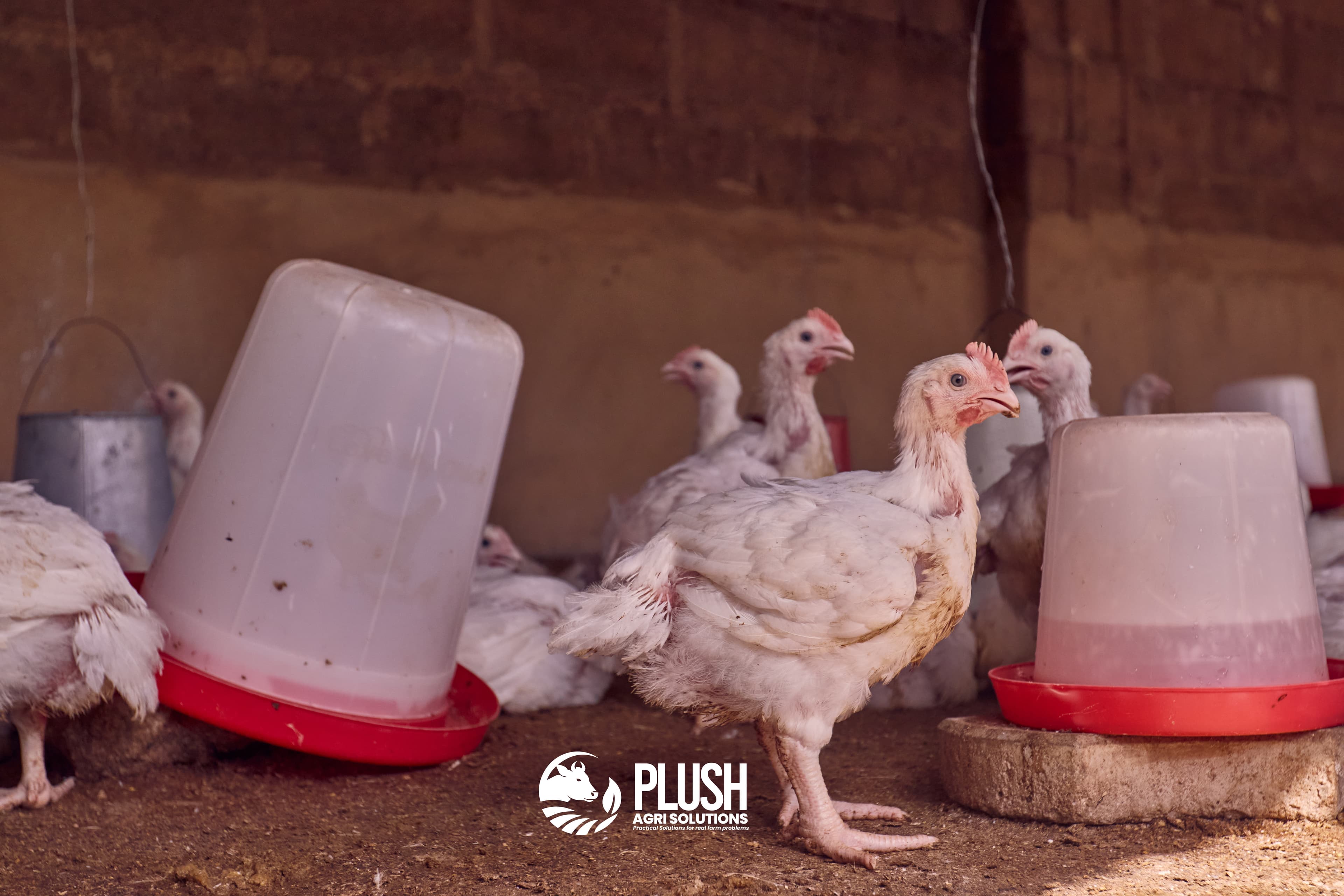 Broiler chickens at feeders inside a poultry house under a Plush Agri Solutions livestock health programme in Danhonu 1